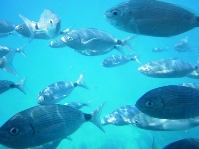 Animales marinos